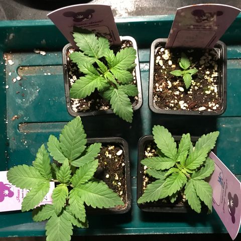 White Runtz  #1 growlog timeline photo