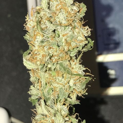 Titan F1 #1 growlog timeline photo