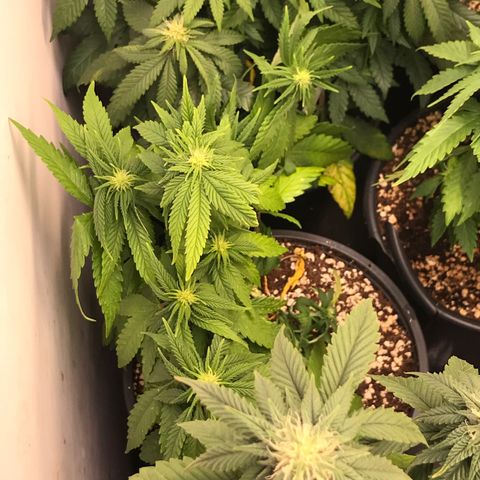Do- Si- Dos #3 growlog timeline photo