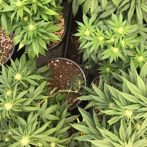 Do- Si- Dos #3 growlog timeline photo