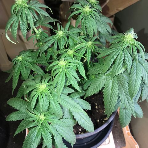 Black Orchid  #2 growlog timeline photo