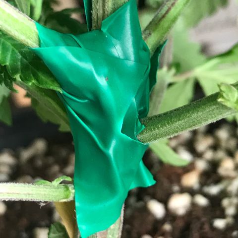 Royal Apple Fritter #1 growlog timeline photo