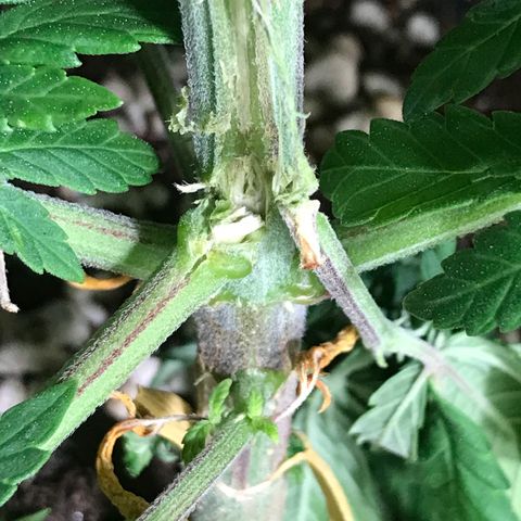 Royal Apple Fritter #1 growlog timeline photo