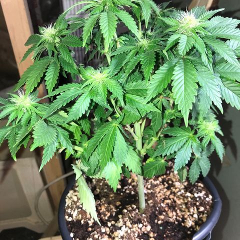 Royal Apple Fritter #2 growlog timeline photo