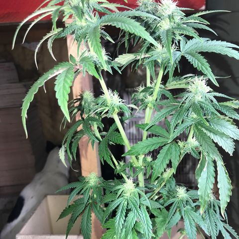 Royal Biscotti  #2 growlog timeline photo