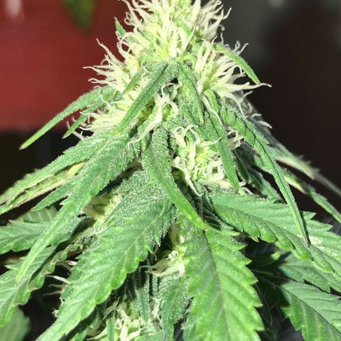Royal Biscotti  #3 growlog timeline photo