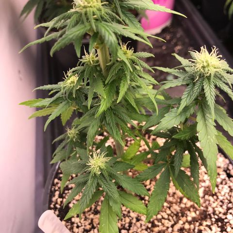 Royal Biscotti  #3 growlog timeline photo