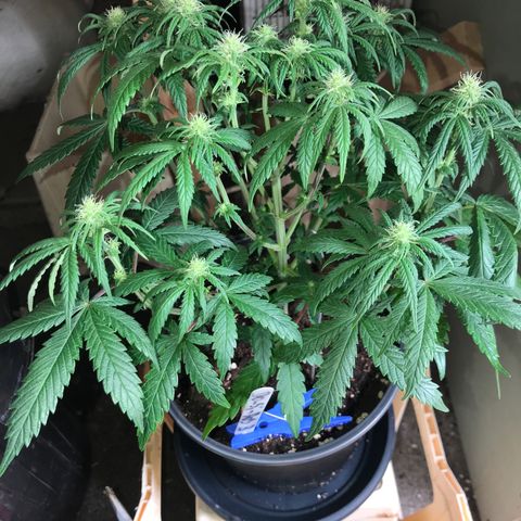 Do- Si- Dos #3 growlog timeline photo
