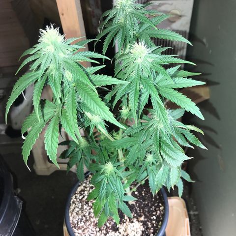 Royal Biscotti  #2 growlog timeline photo