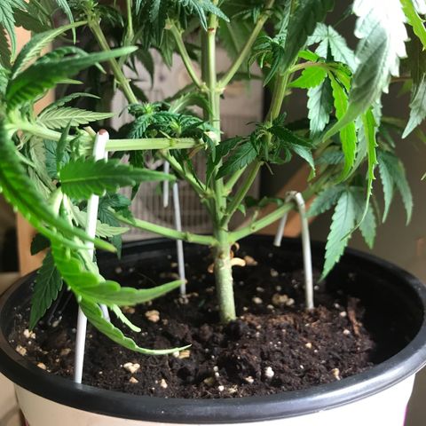 Black Orchid  #3 growlog timeline photo