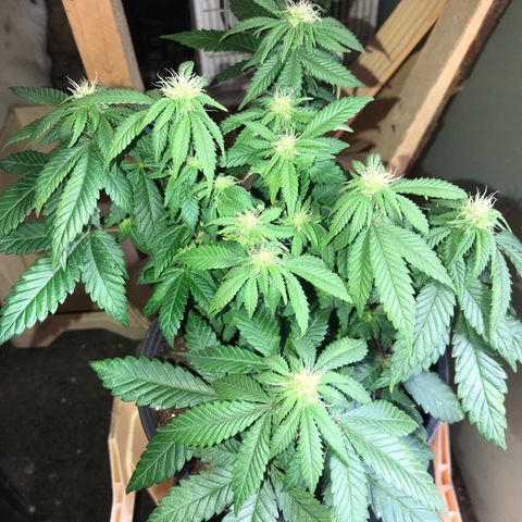 Sweet Lemon Ak #2 growlog timeline photo