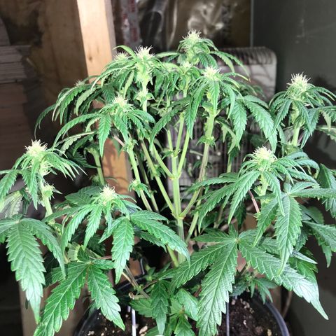 Do- Si- Dos #3 growlog timeline photo