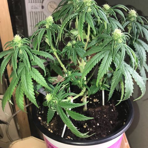Black Orchid  #3 growlog timeline photo