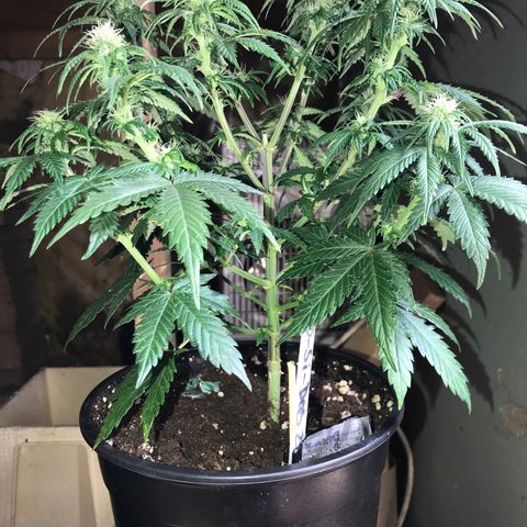 Do- Si- Dos #2 growlog timeline photo