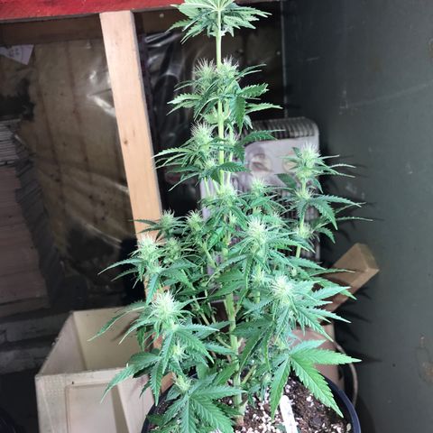 Royal Skywalker  #1 growlog timeline photo
