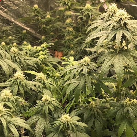 Do- Si- Dos #3 growlog timeline photo