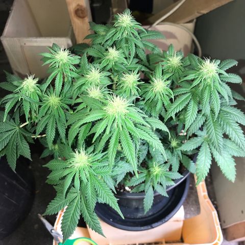 Sweet Lemon Ak #3 growlog timeline photo