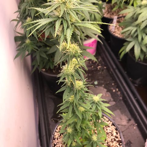Royal Biscotti  #3 growlog timeline photo