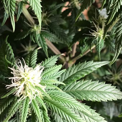 Do- Si- Dos #2 growlog timeline photo