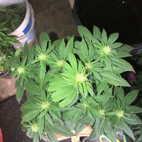 Black Orchid  #1 growlog timeline photo