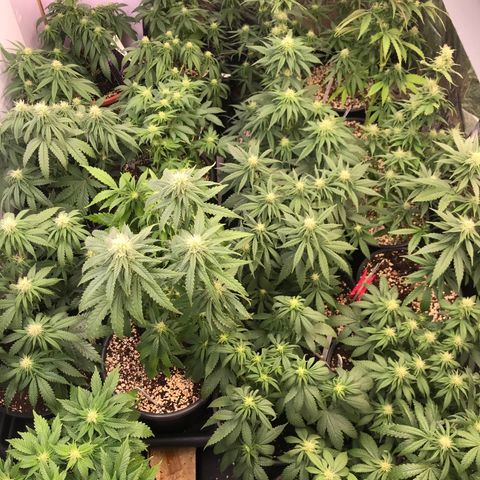 Do- Si- Dos #3 growlog timeline photo