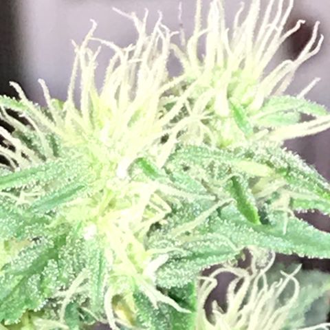 Royal Skywalker  #1 growlog timeline photo