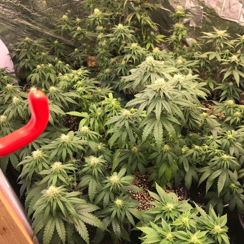 Do- Si- Dos #3 growlog timeline photo
