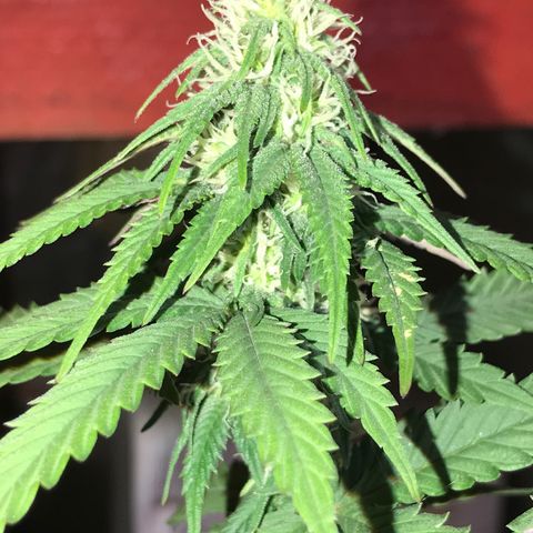 Royal Biscotti  #3 growlog timeline photo