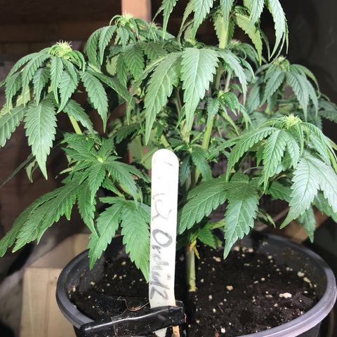 Black Orchid  #2 growlog timeline photo