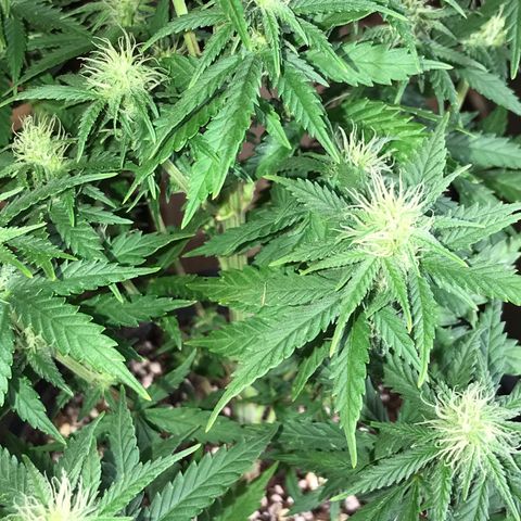 Royal Skywalker  #1 growlog timeline photo