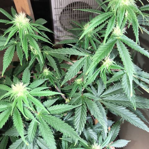 Do- Si- Dos #1 growlog timeline photo