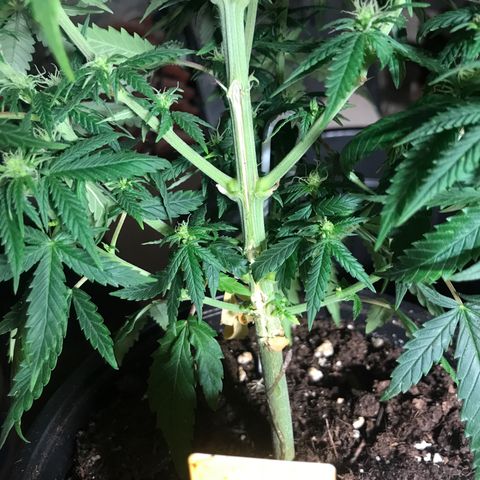 Sweet Lemon Ak #1 growlog timeline photo