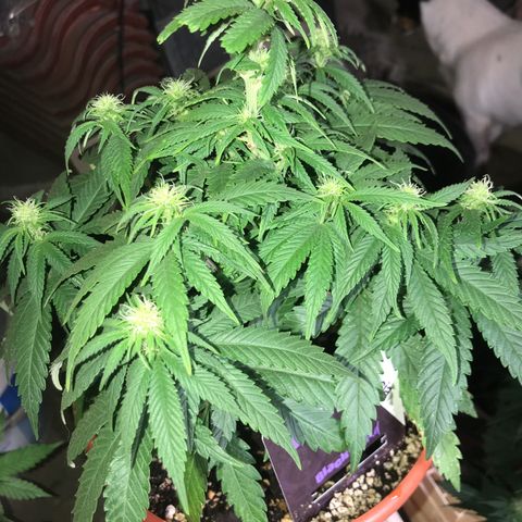 Black Orchid  #1 growlog timeline photo