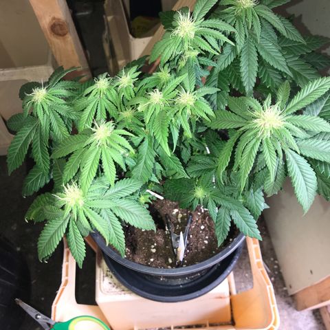 Sweet Lemon Ak #2 growlog timeline photo