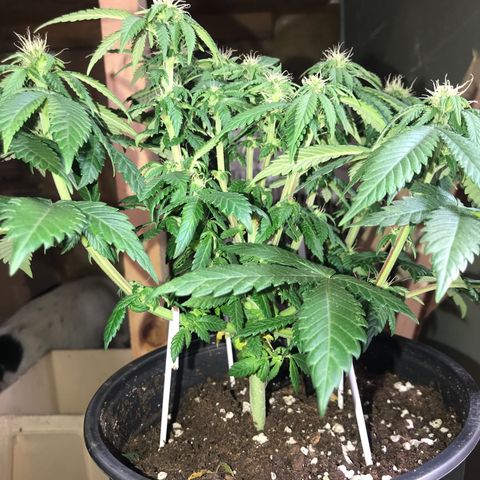 Sweet Lemon Ak #2 growlog timeline photo