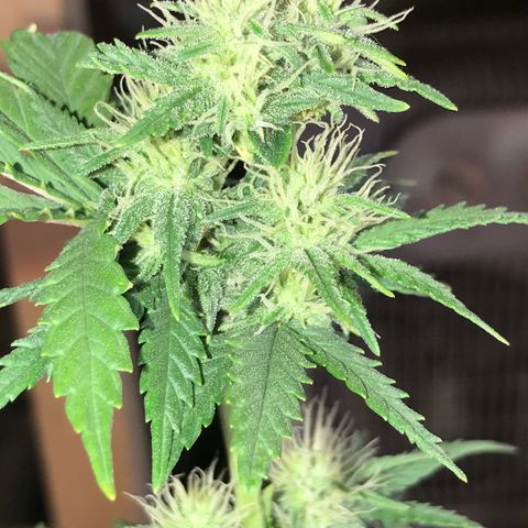 Royal Skywalker  #1 growlog timeline photo