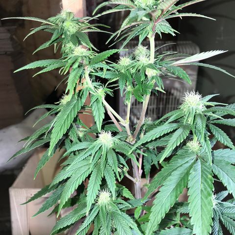 Royal Skywalker  #3 growlog timeline photo