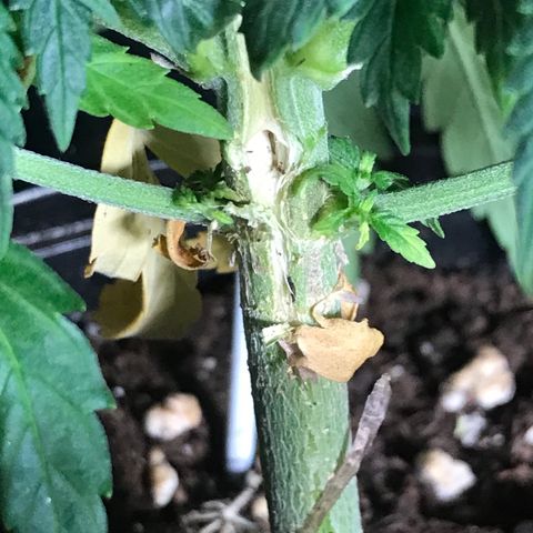 Sweet Lemon Ak #1 growlog timeline photo