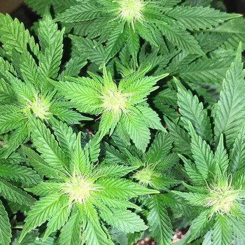 Royal Apple Fritter #2 growlog timeline photo