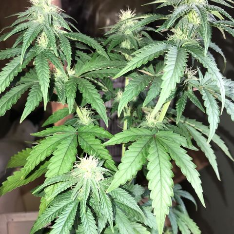 Royal Biscotti  #2 growlog timeline photo