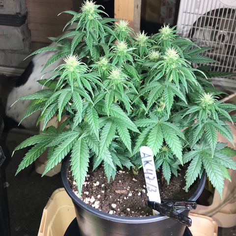 Sweet Lemon Ak #3 growlog timeline photo