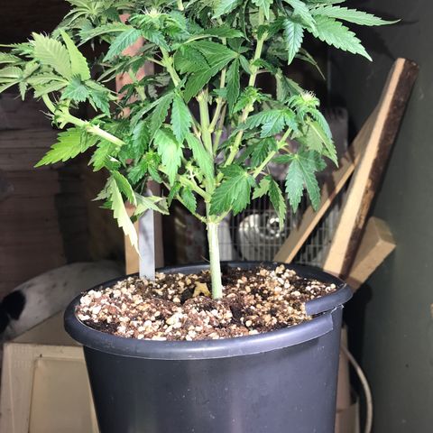 Royal Apple Fritter #2 growlog timeline photo