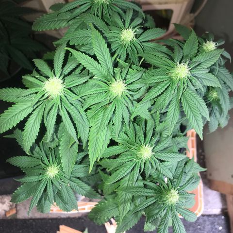 Black Orchid  #3 growlog timeline photo