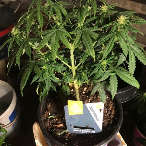 Sweet Lemon Ak #1 growlog timeline photo