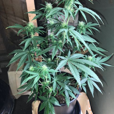 Do- Si- Dos #1 growlog timeline photo