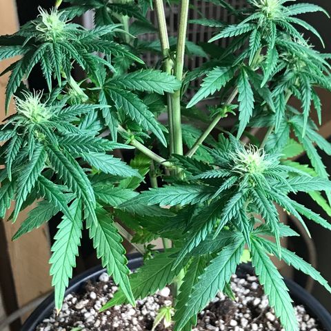 Royal Gushers #1 growlog timeline photo