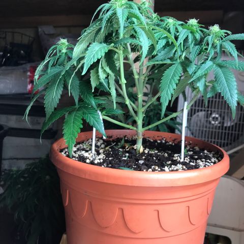 Black Orchid  #1 growlog timeline photo