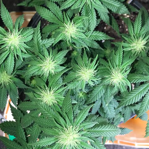 Sweet Lemon Ak #3 growlog timeline photo