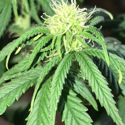 Black Orchid  #3 growlog timeline photo