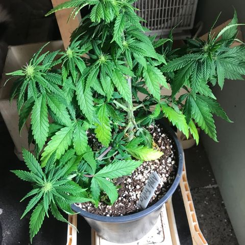 Royal Apple Fritter #1 growlog timeline photo